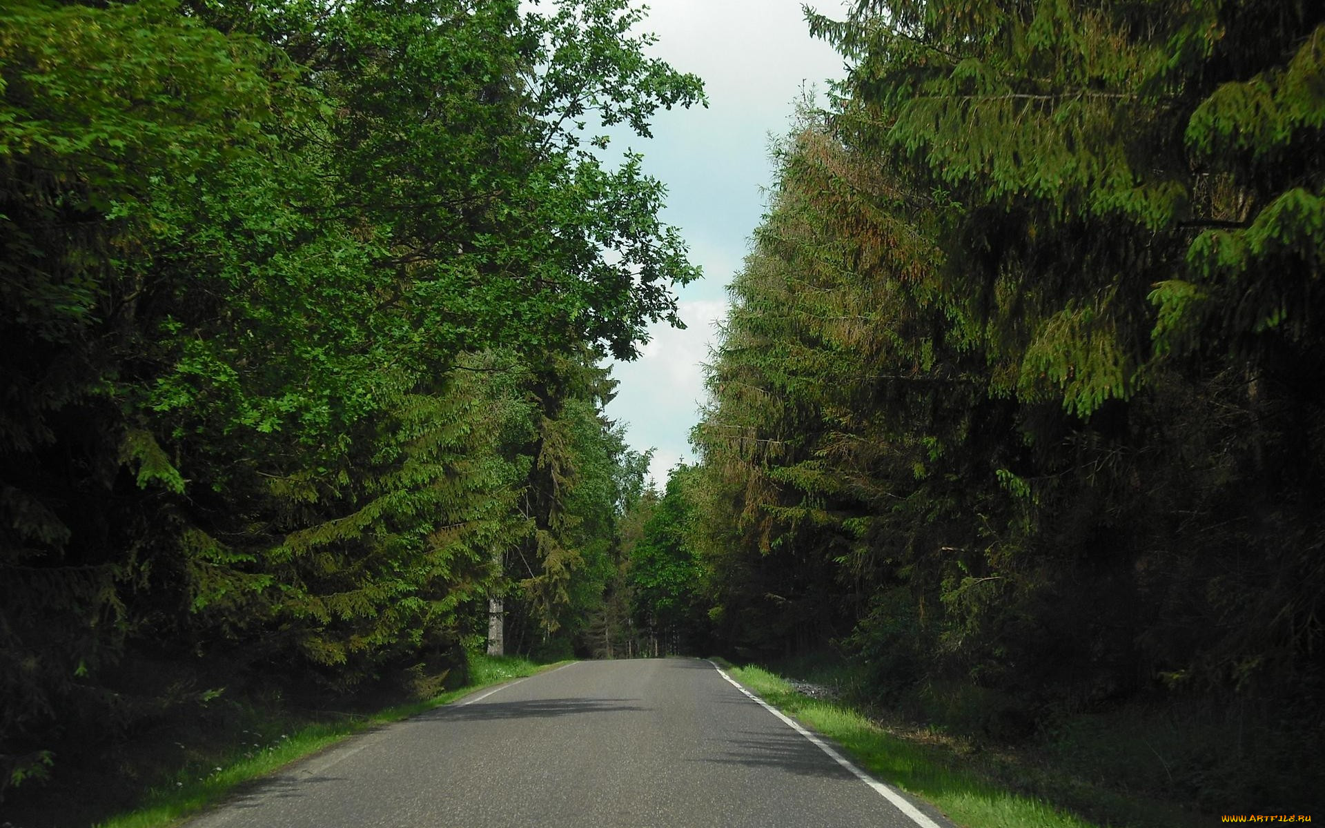 Липкинское шоссе лес